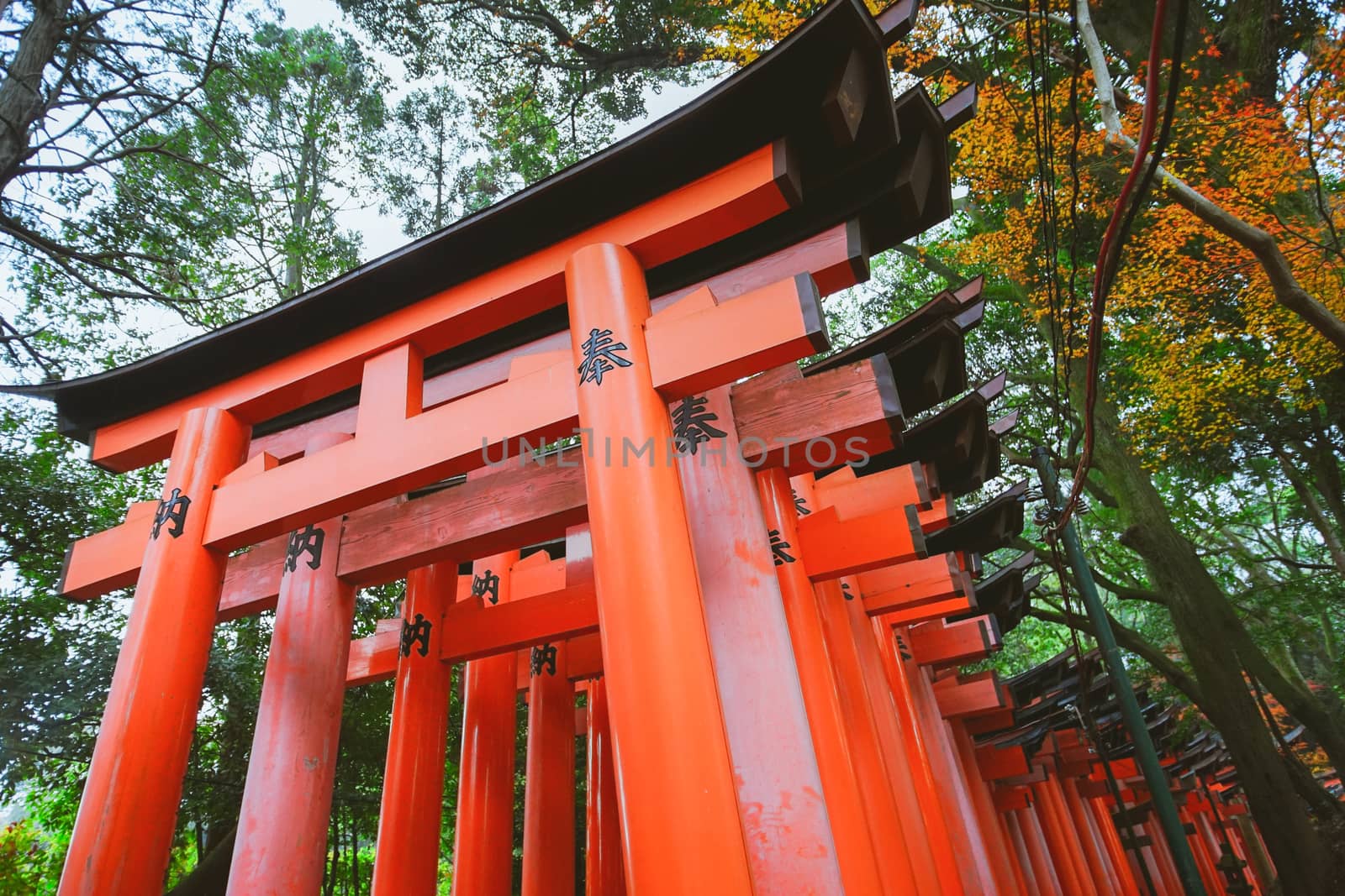 Fushimi Inari Taisha Torii gates in Fushimi-ku, Kyoto, Japan.