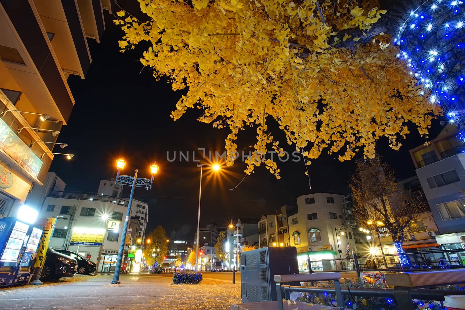 Osaka, Japan - December 16, 2019 : Night scene with beautiful yellow leaves of Ginkgo tree in Tempozan district, Osaka city, Japan.