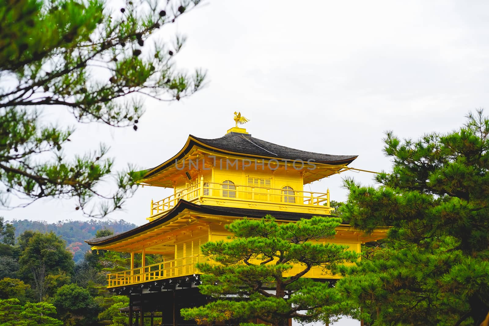 The famous Golden Pavilion in Kinkakuji temple in Kyoto, Japan.