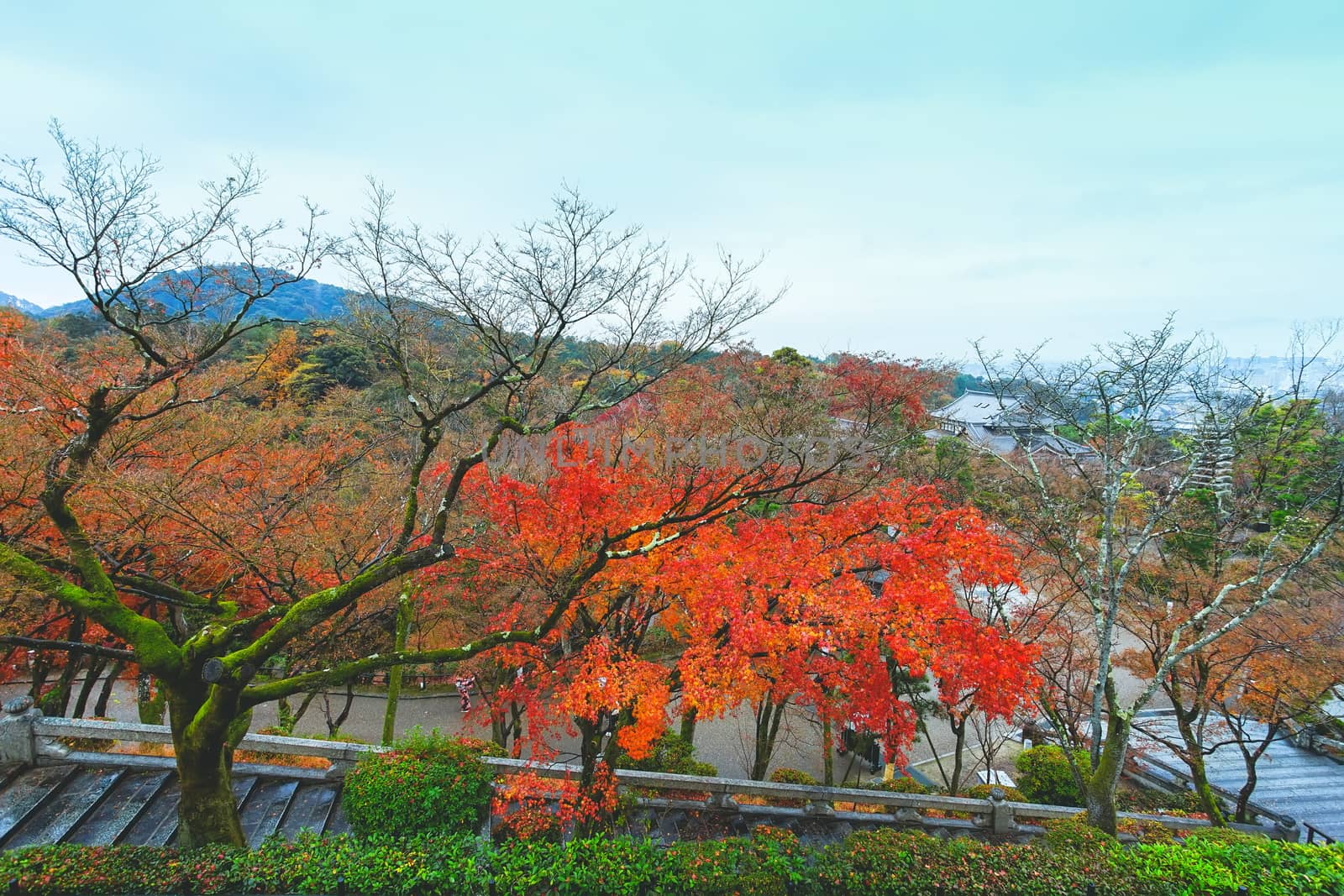 Beautiful autumn leaves in Kiyomizu-dera Temple, Kyoto, Japan.