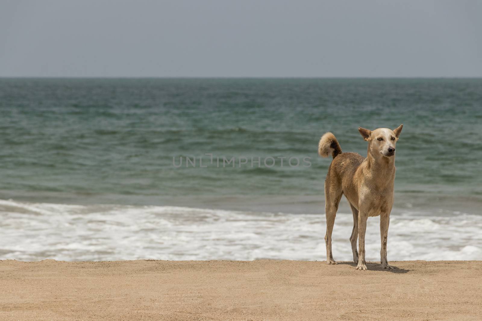 Stray, furred dog at Agonda Beach in Goa, India. by Arkadij