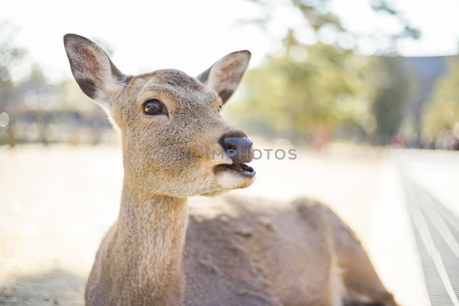 Closed up shot Cute deer in the Nara park of Nara city, Kansai area, Japan.
