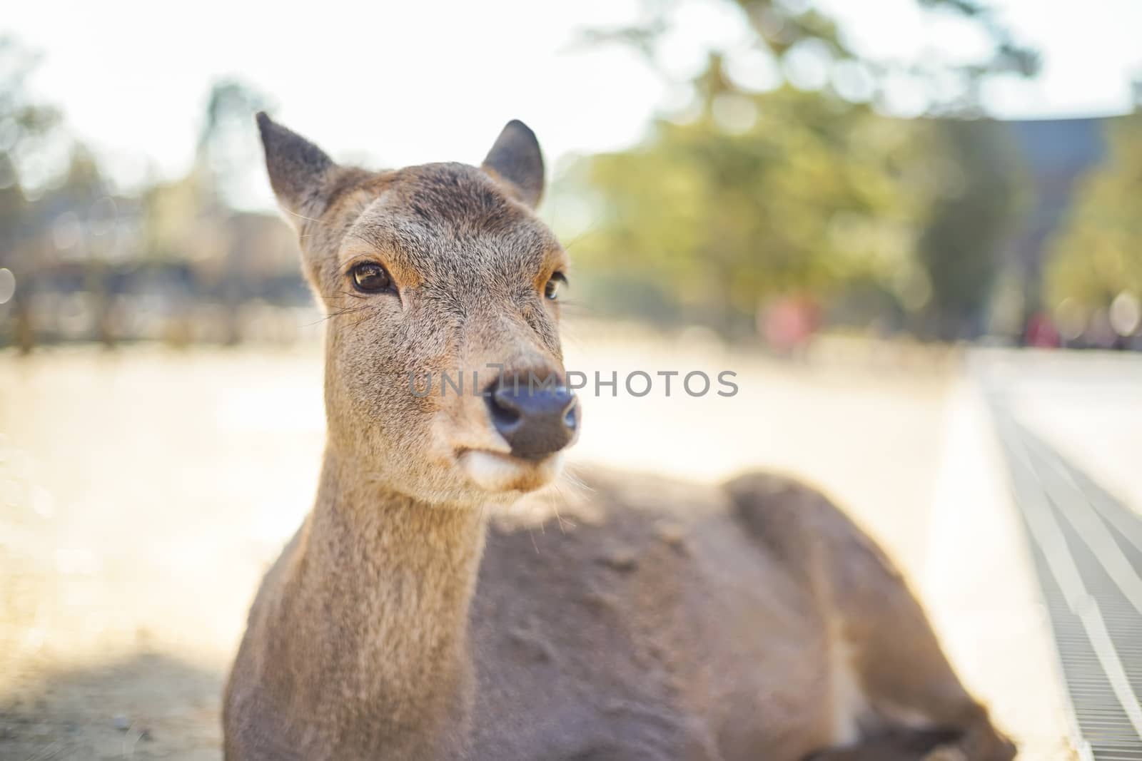 Closed up shot Cute deer in the Nara park of Nara city, Kansai area, Japan.