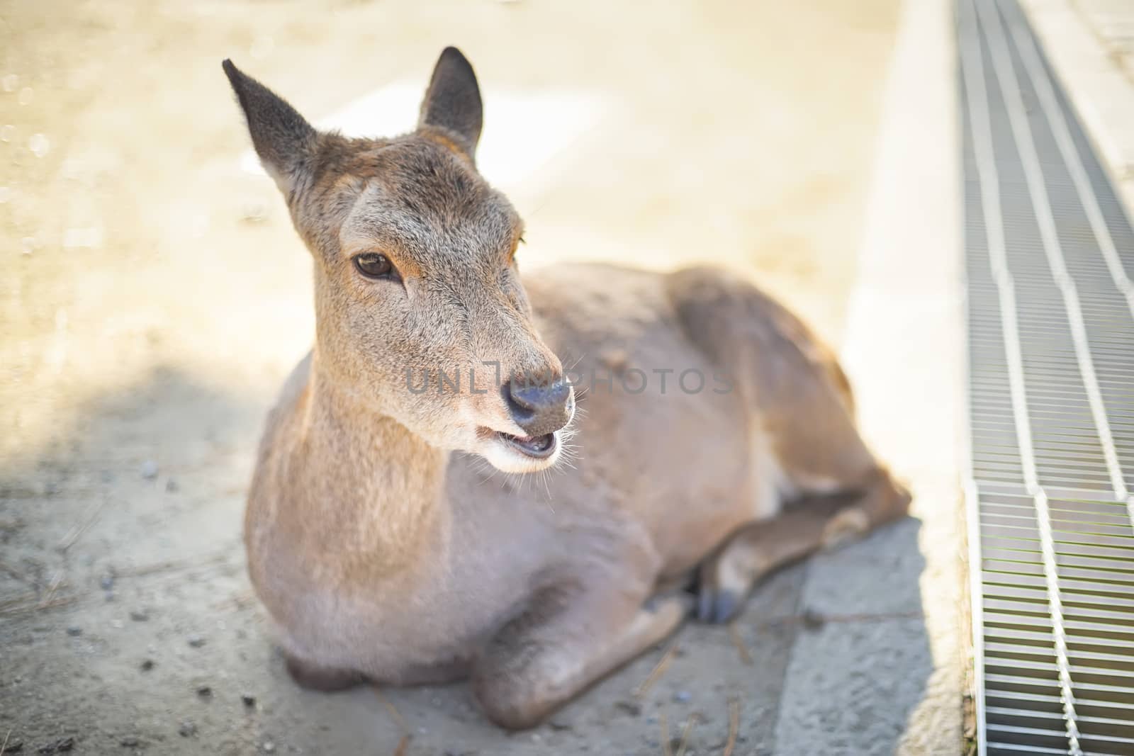 Closed up shot Cute deer in the Nara park of Nara city, Kansai area, Japan.