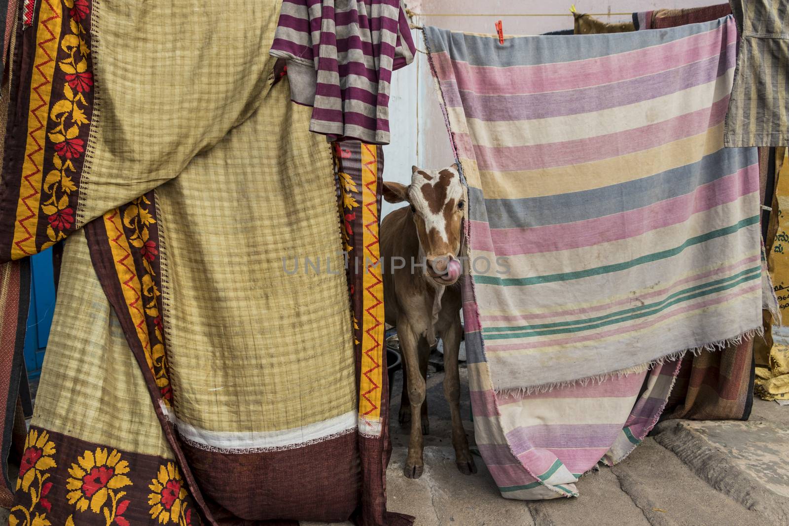 Lucky holy cow between fabrics and blankets in Hospet, India