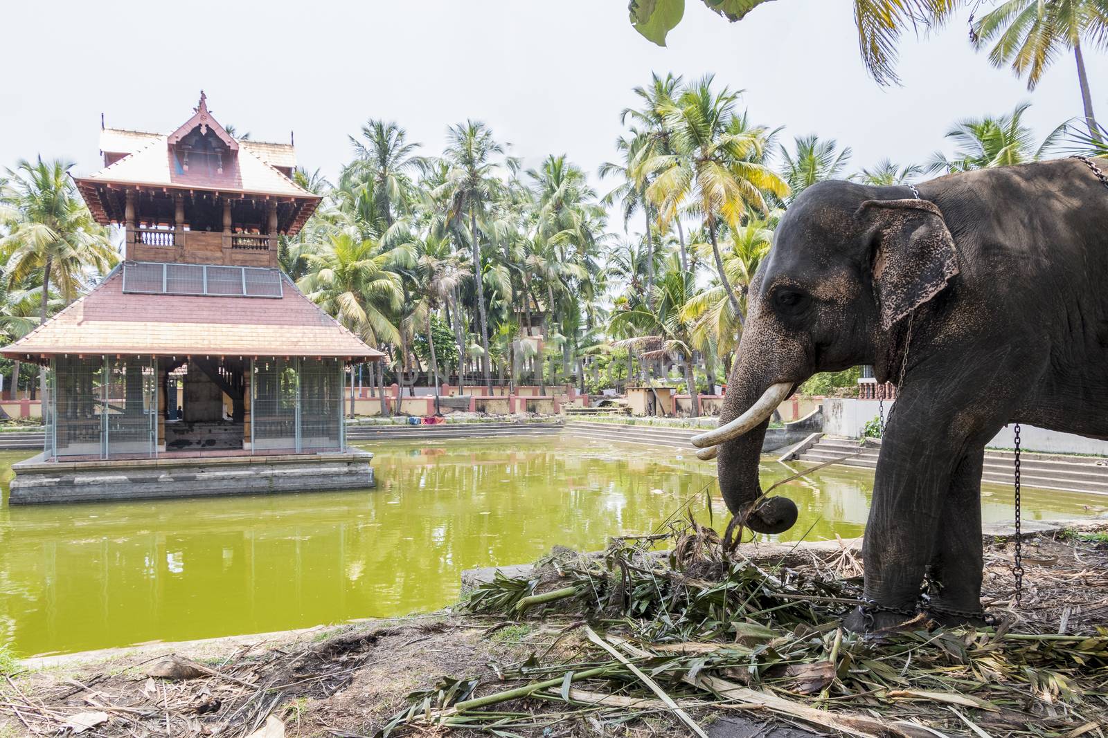 Big elephant in Siva Temple in Kochi or Cochin, India