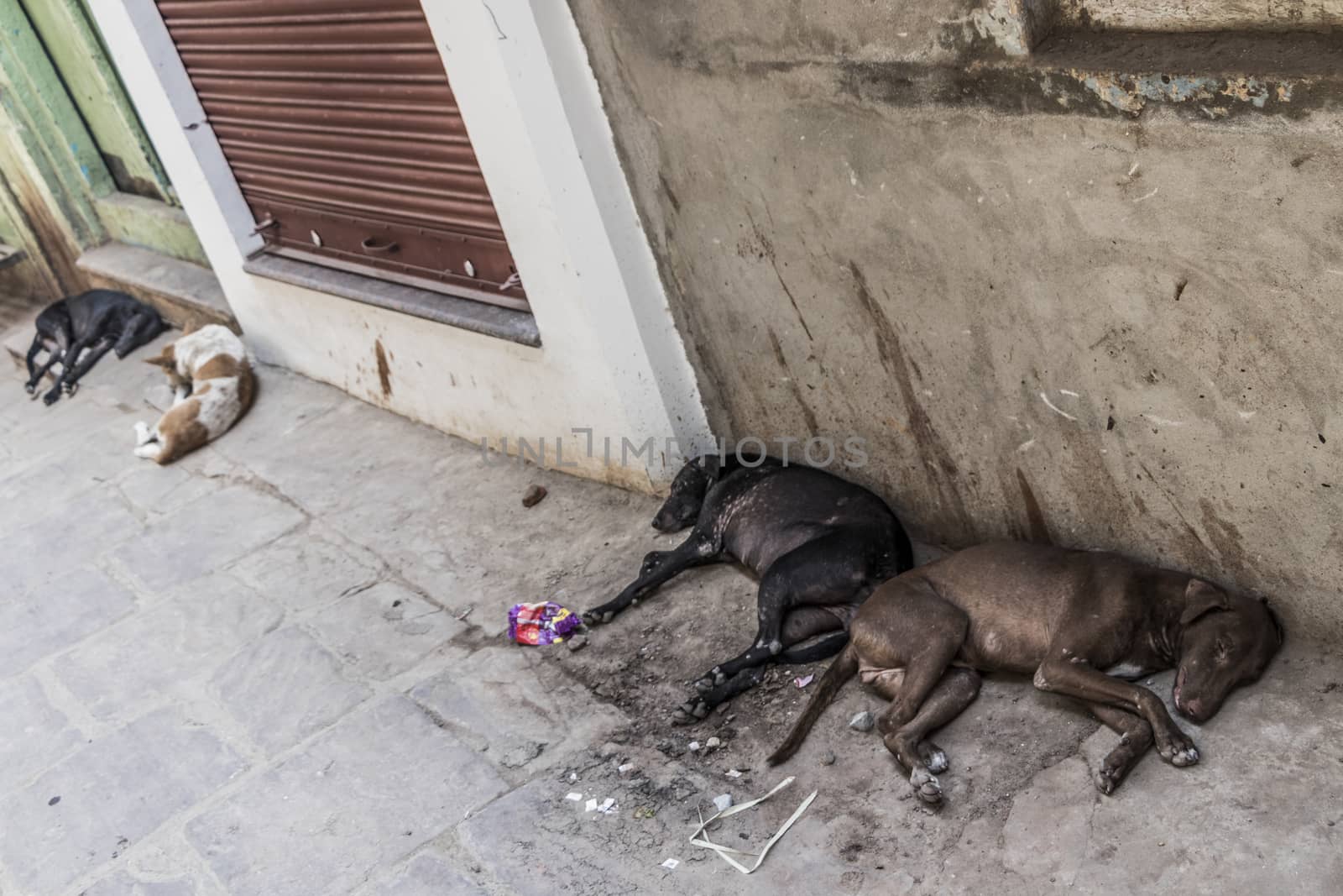 Varanasi, India, sleeping dogs between dirty walls in dirty, horrible streets.