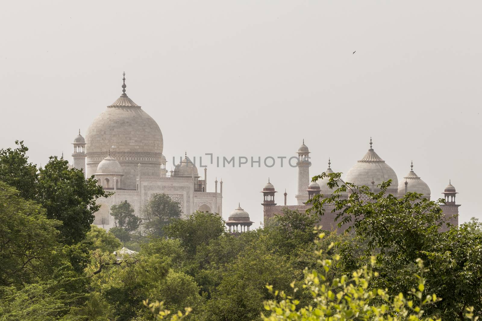 Taj Mahal in Agra, India. View from Taj Nature Walk. by Arkadij