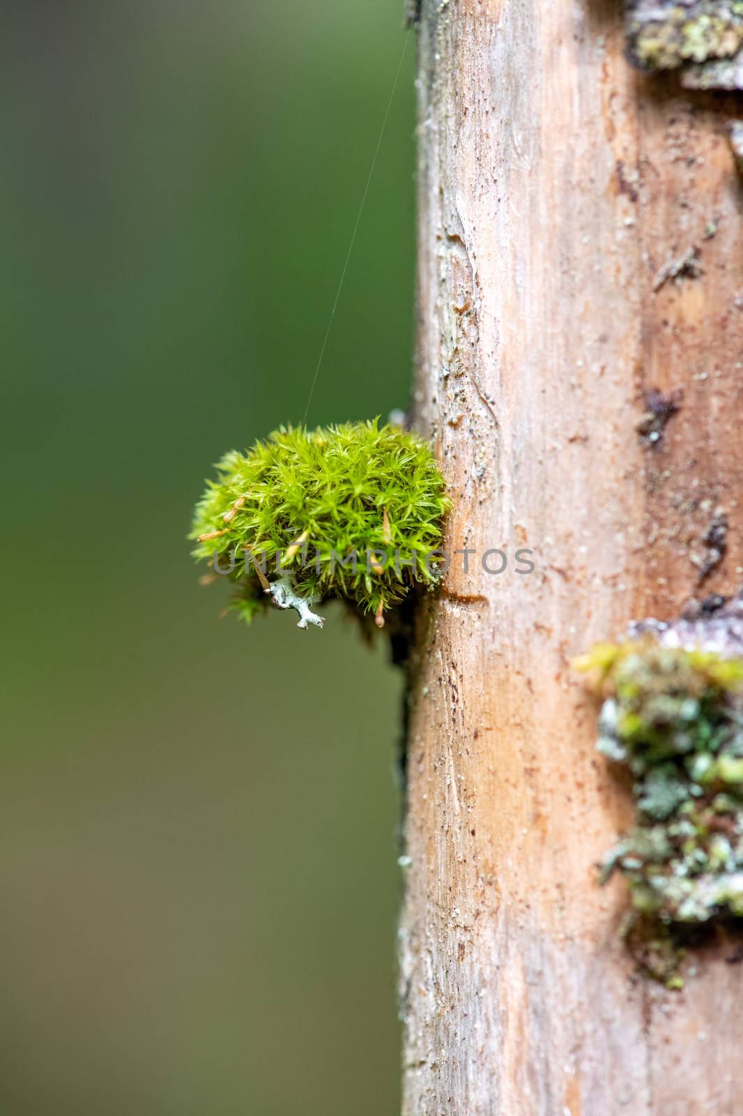 Moss attached to a tree trunk in the forest.