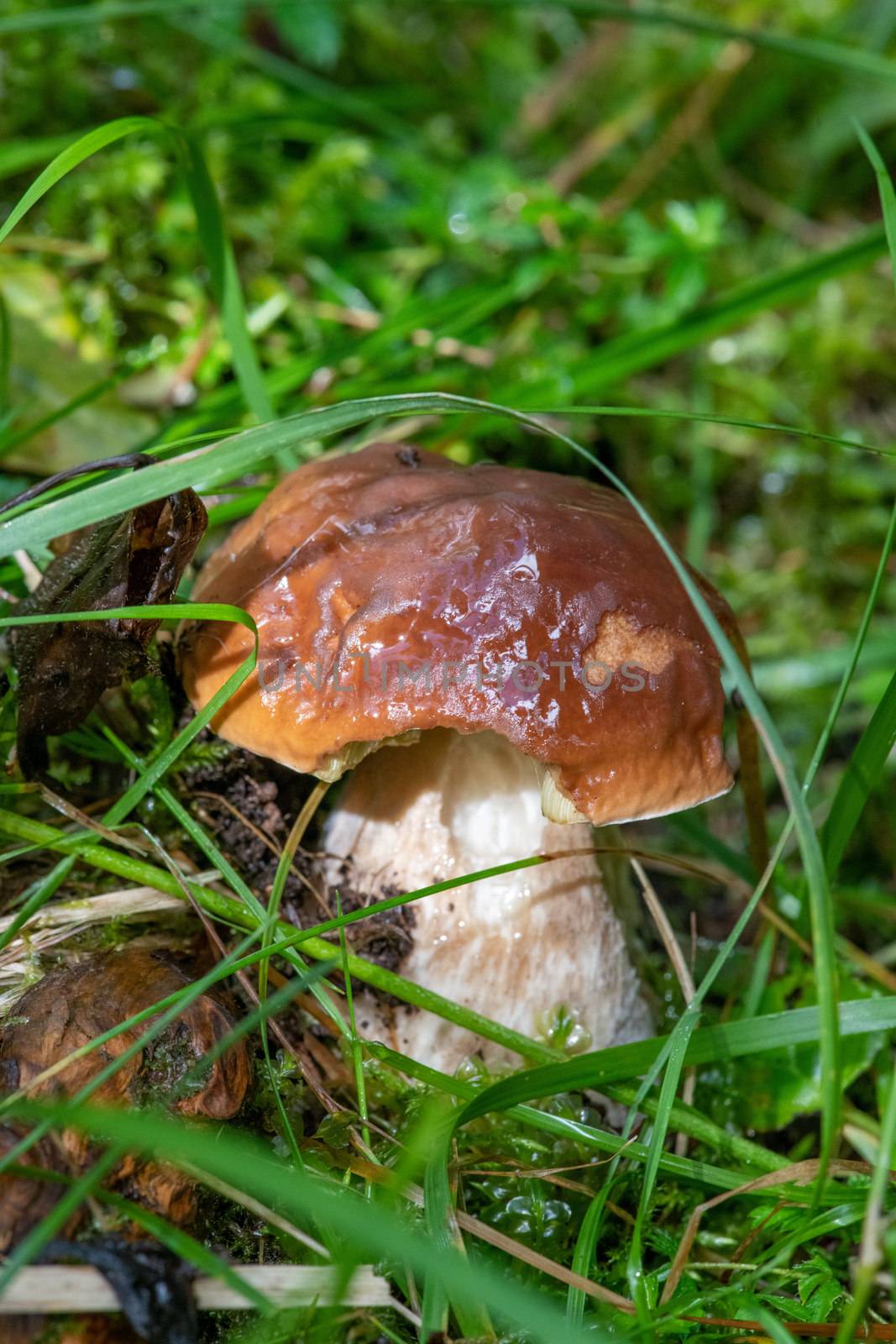 Close-up of boletus mushroom in the forest.