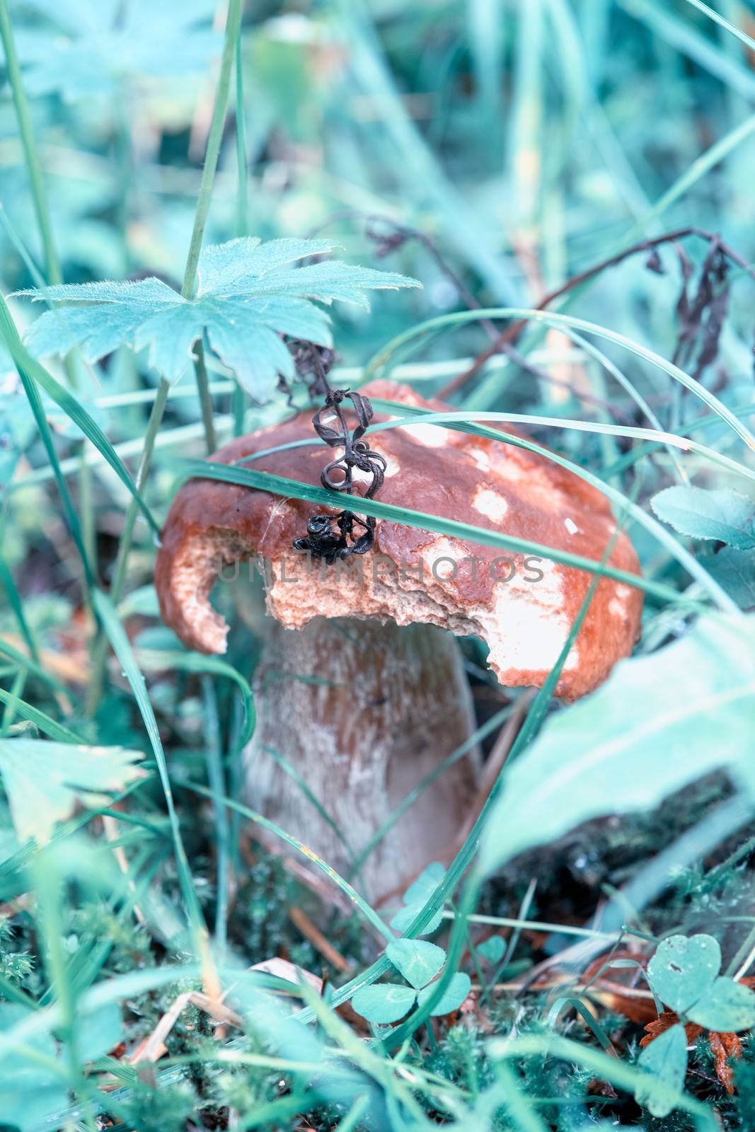 Close-up of boletus mushroom in the forest.