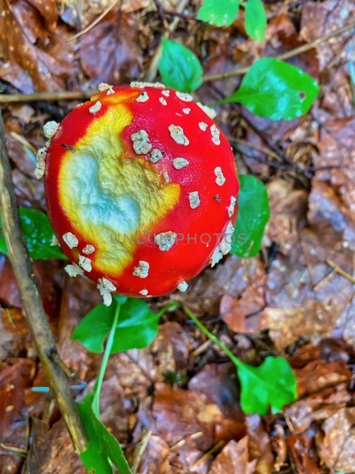Red poisonous mushrooms in a beautiful forest.
