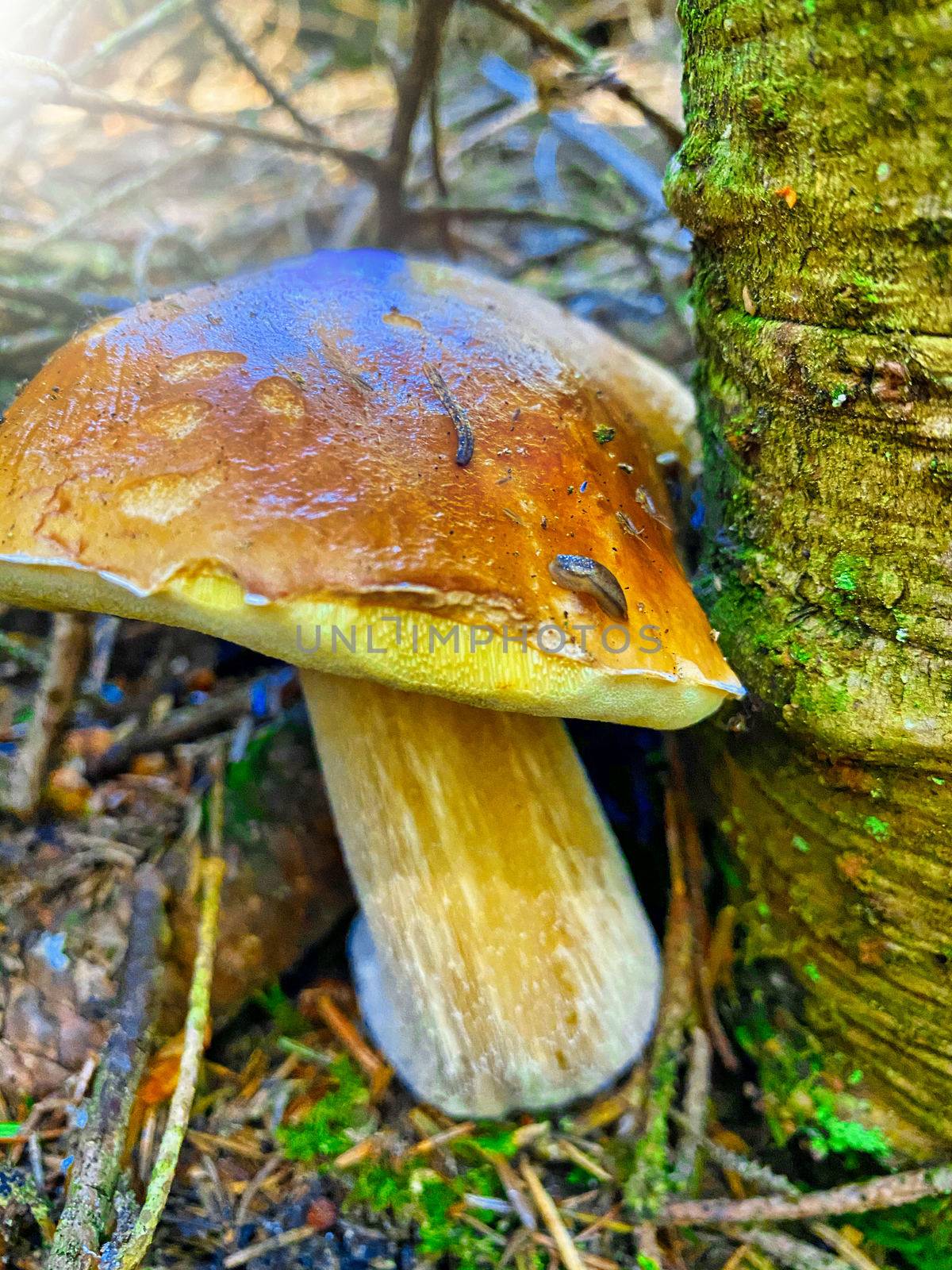 Giant boletus mushroom in the forest. Porcino in italian alps.