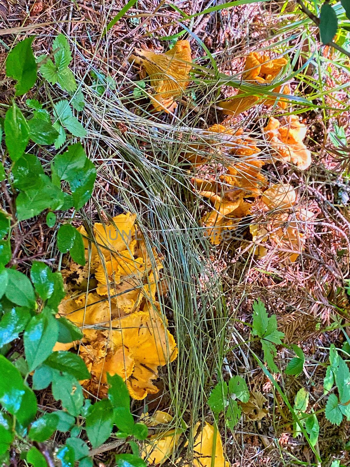 Chanterelles yellow mushrooms in the forest woods.