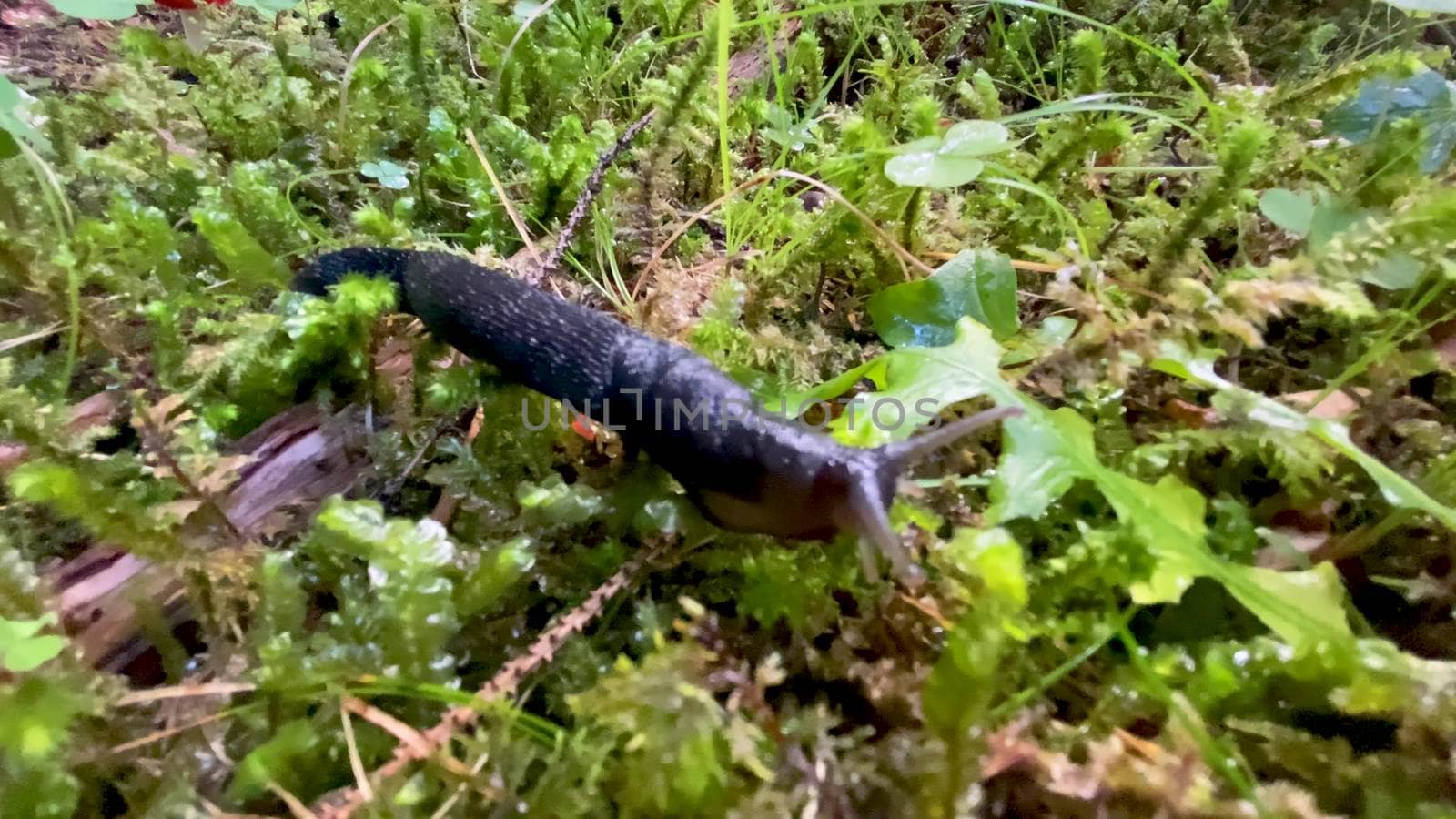 Snail moving in the forest, slow motion.