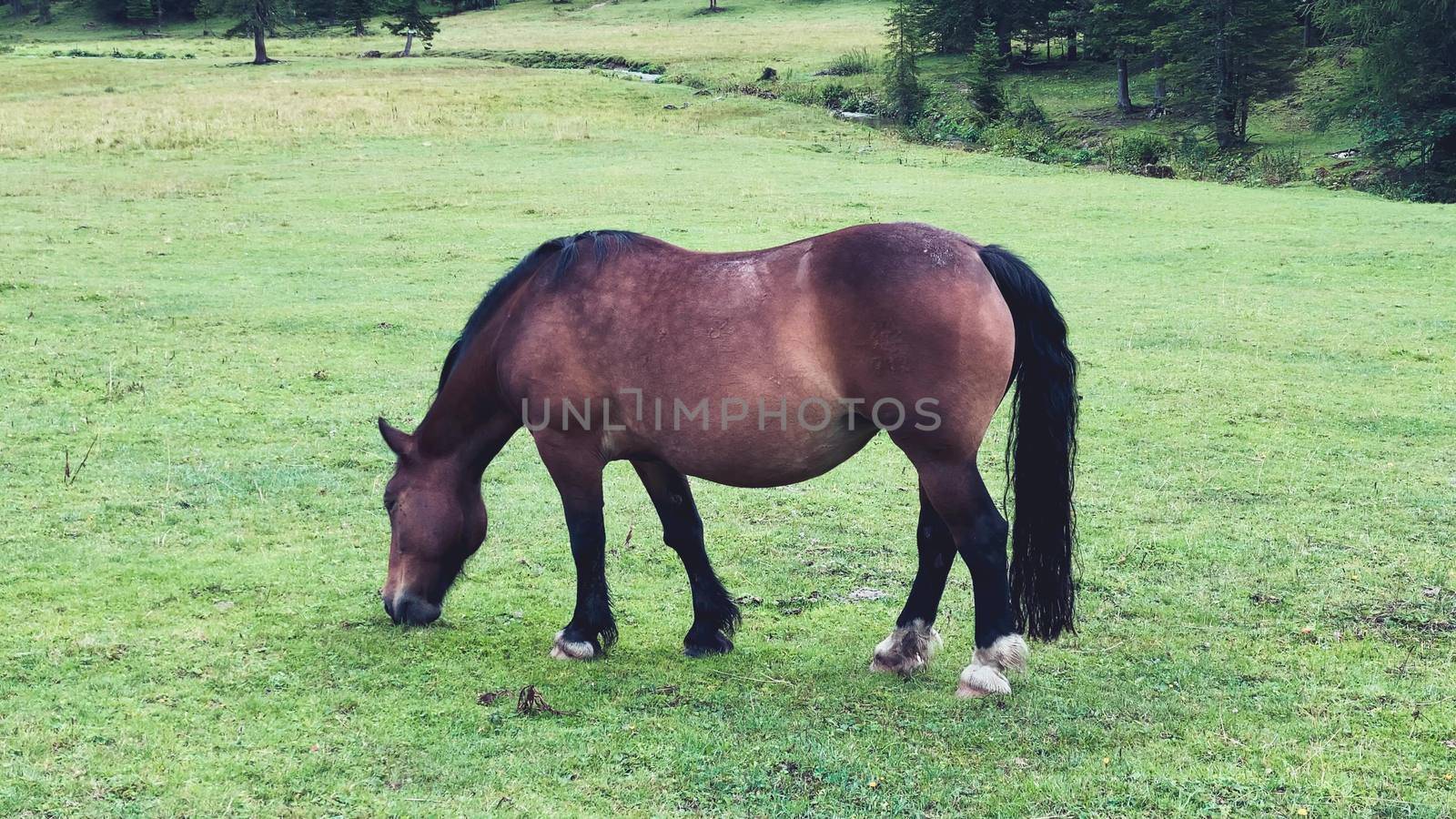 Horse grazing on a beautiful national park, slow motion