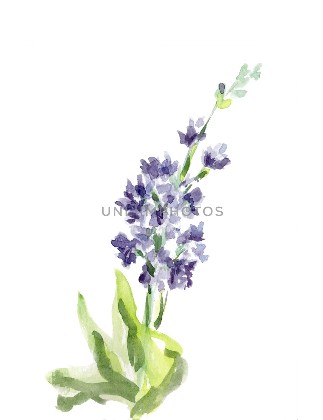 Blue wild flower isolated on white background. Hand-drawn Watercolor illustration. Floral decorative element. by sshisshka