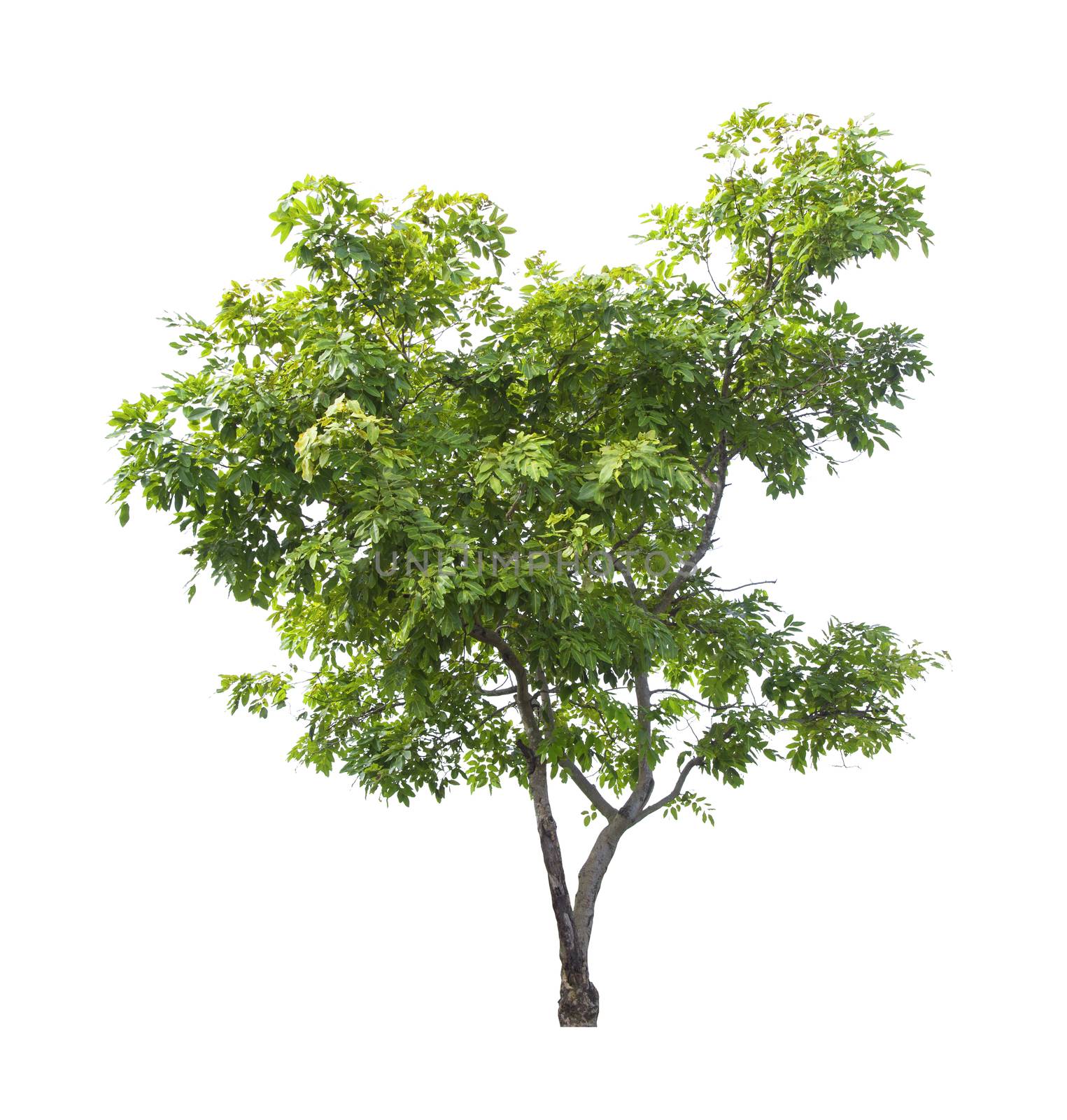 Beautiful green tree isolated on white background.