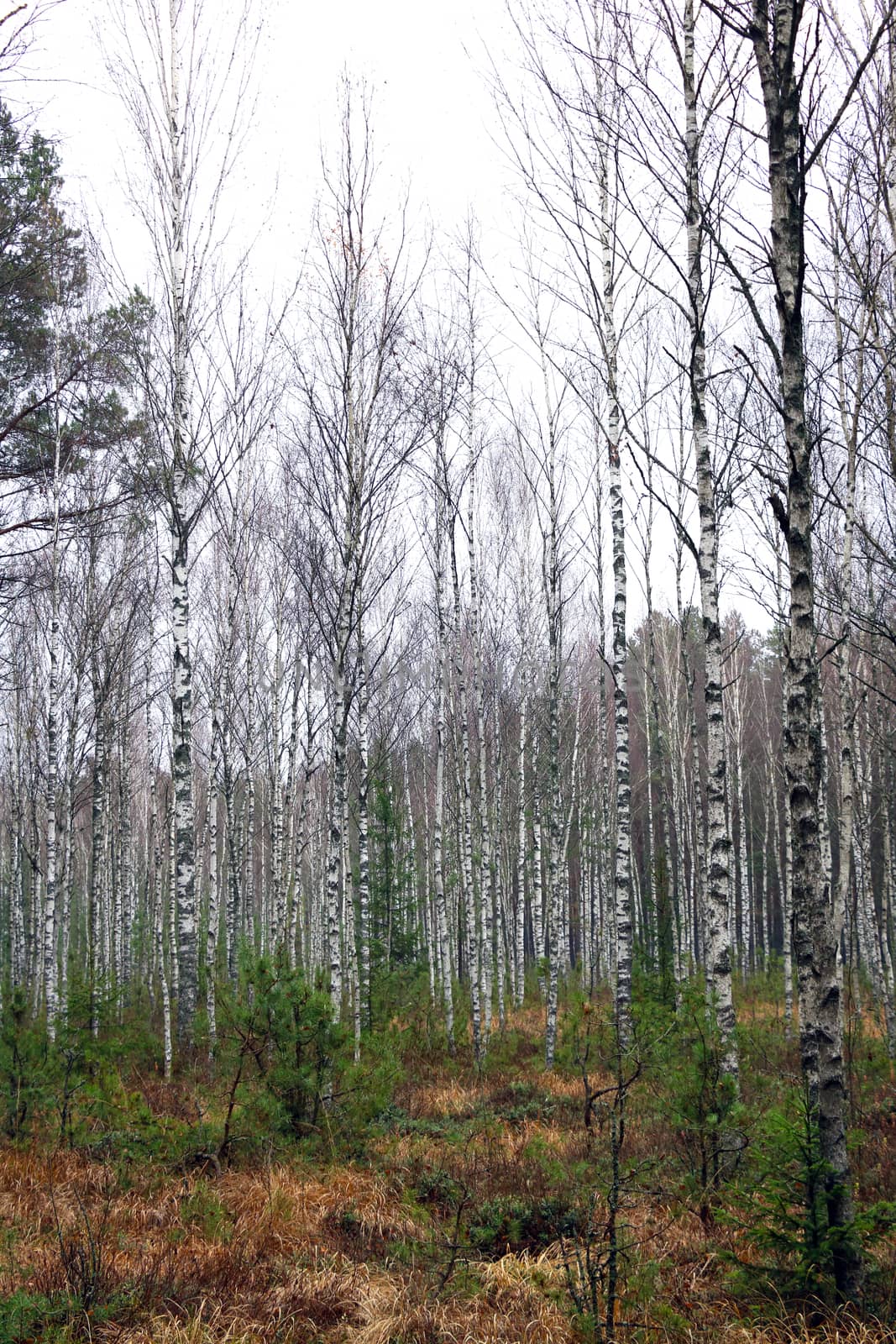 Birch forest in late autumn on a foggy morning