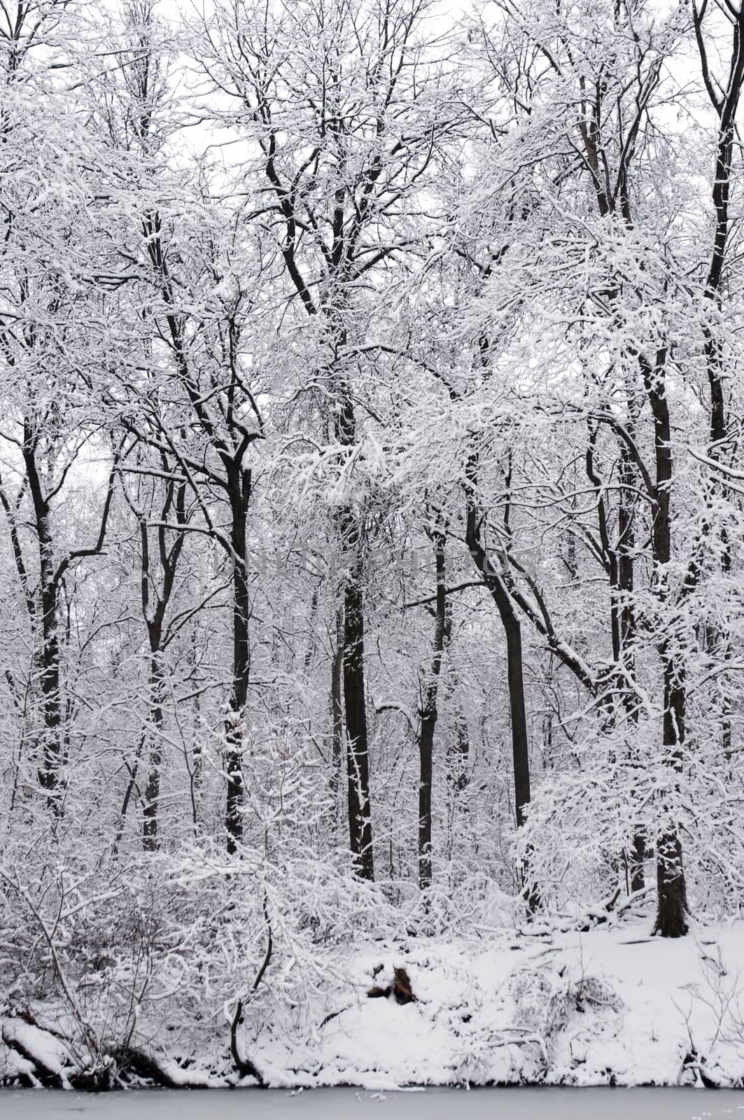 Winter landscape. Snow-covered trees in the park Kuzminki in Moscow.