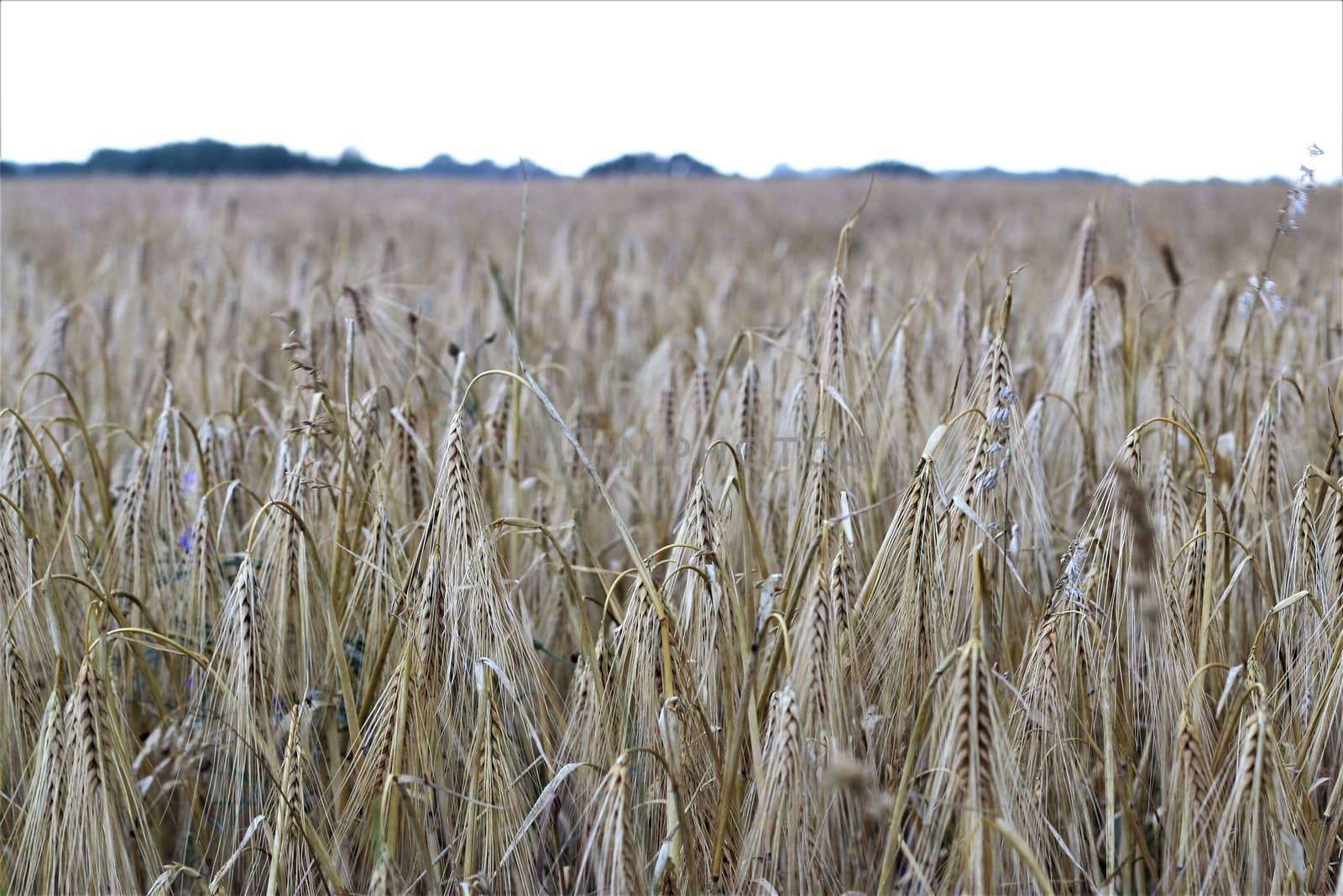 Barley in the field with trees on the side