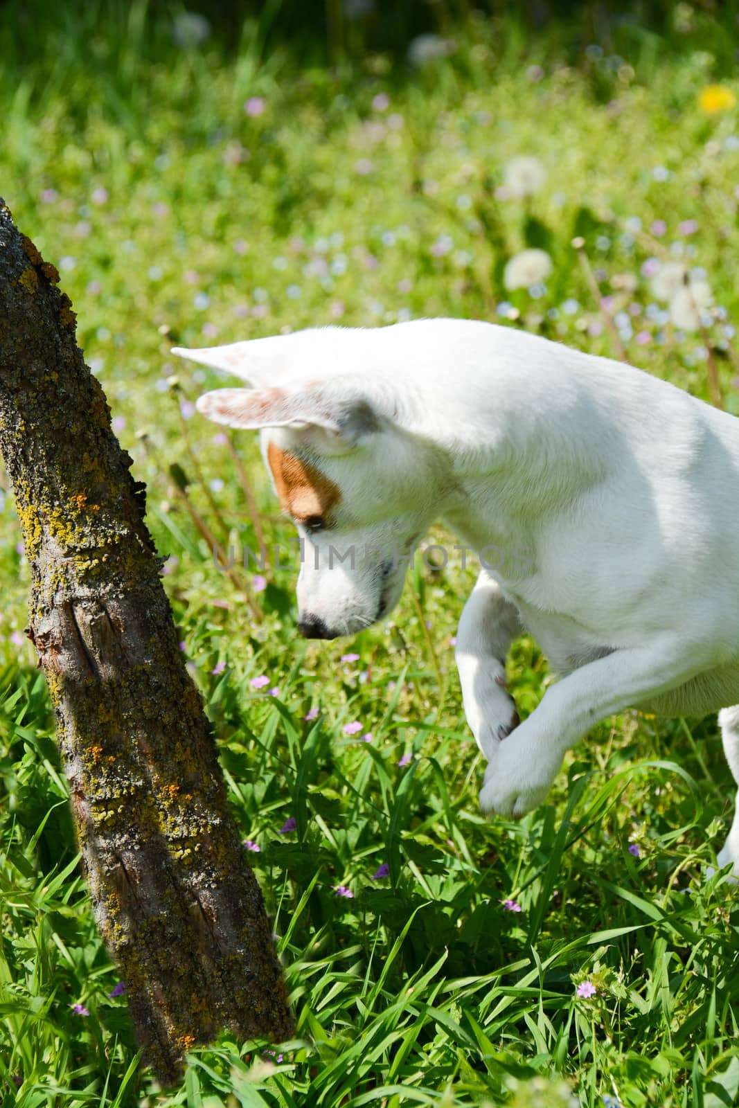 jack Russell  dog free spirit