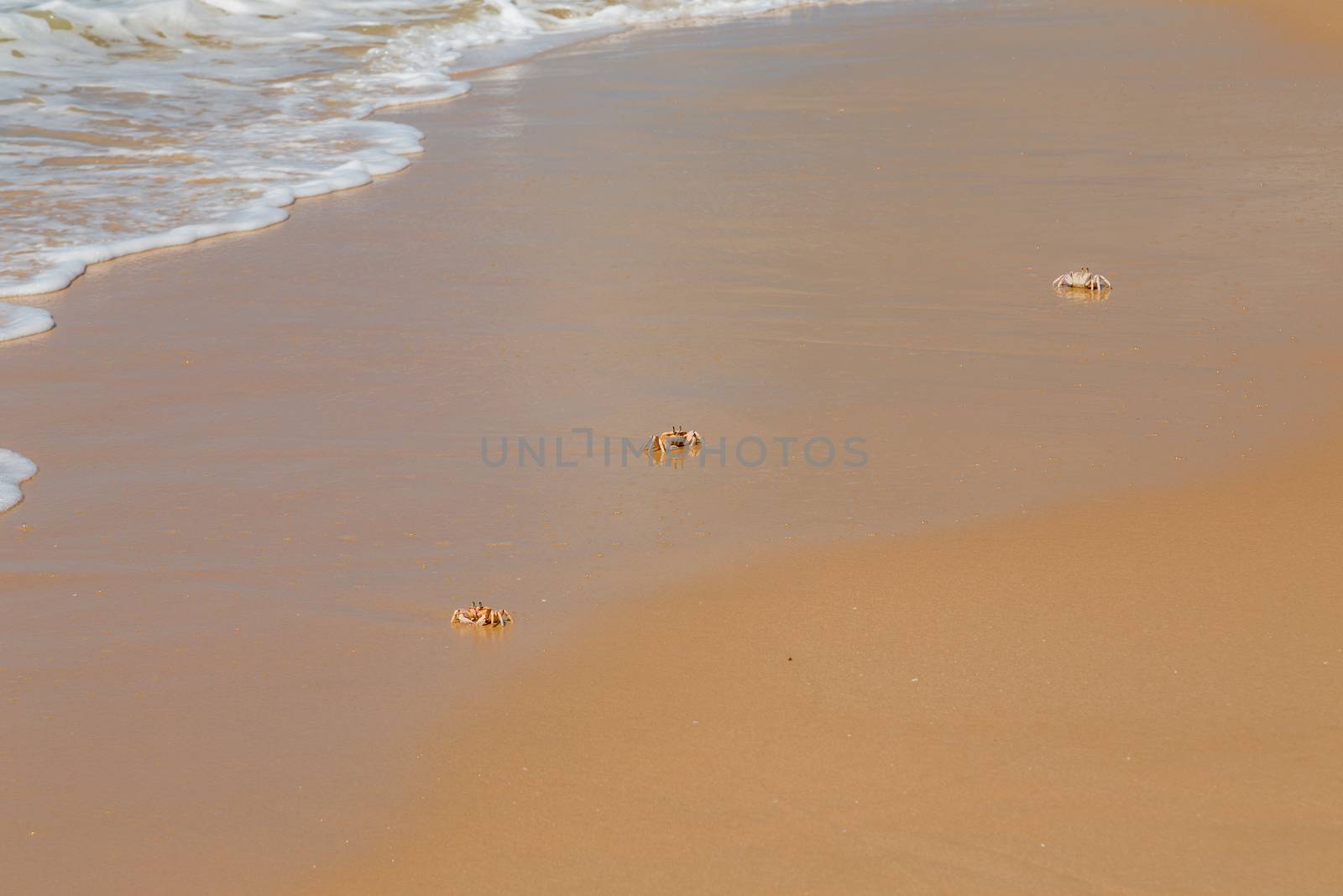 Ghost crabs (Ocypode spp.) on the beach, Mozambique, southern Africa