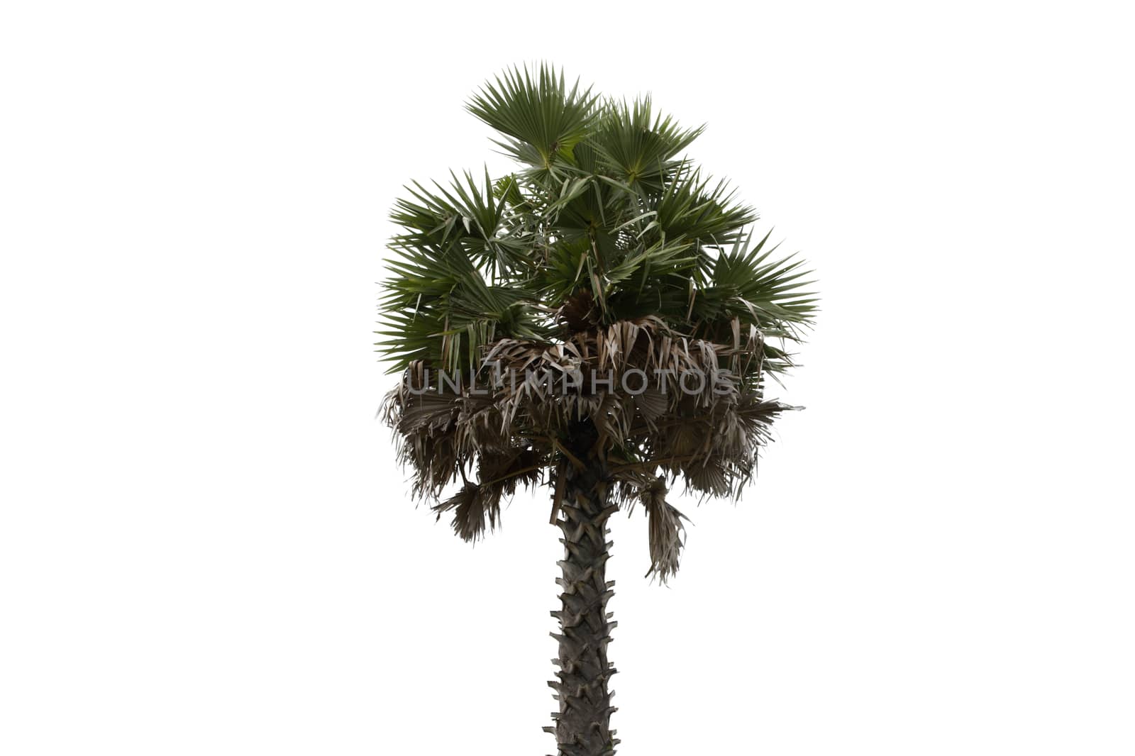 One old palm tree isolated on white background.