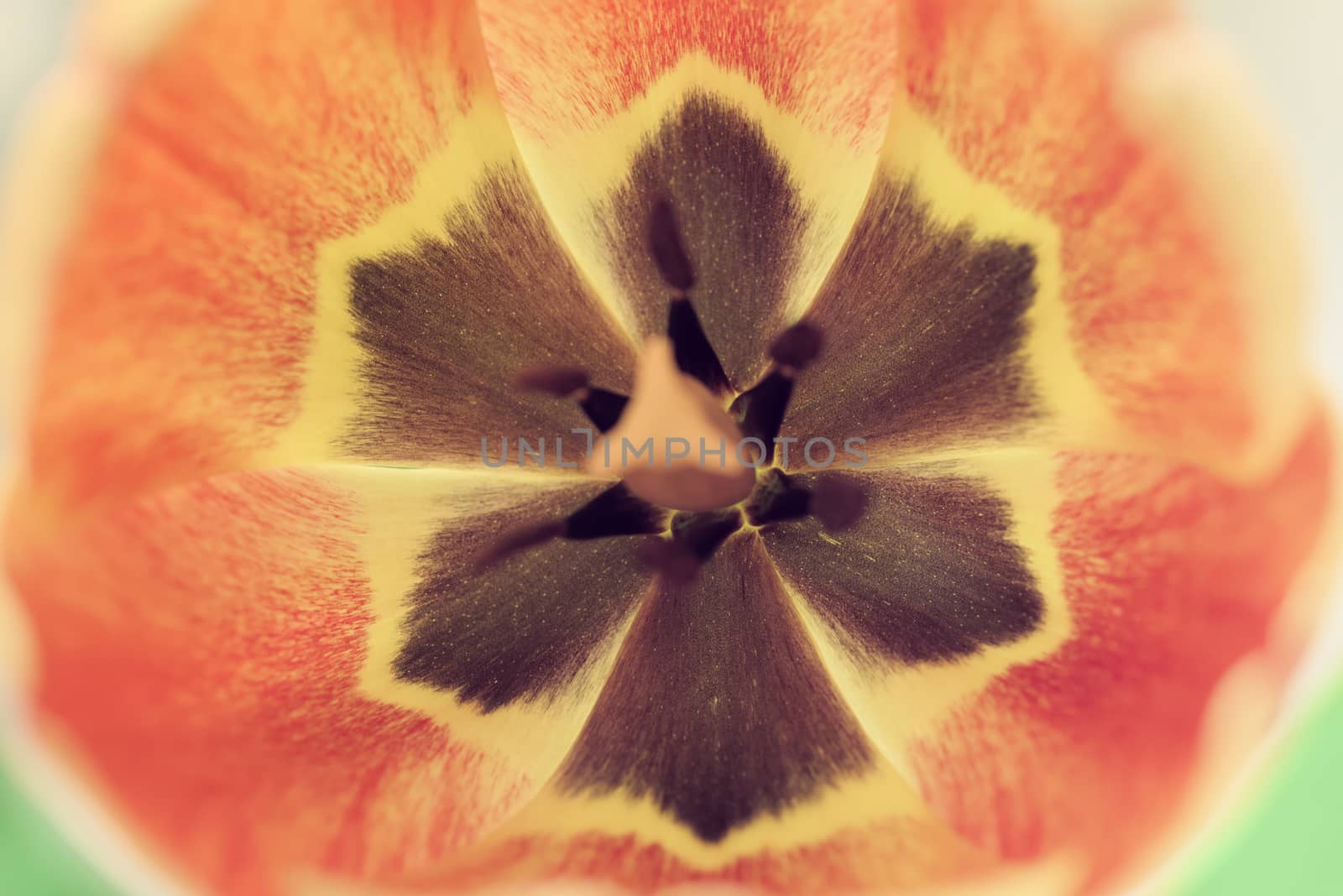 Tulip Flower. Background of flower petals. Soft blur in pastel colors.