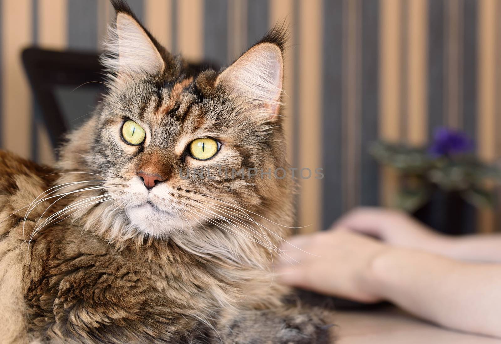 Cat on the office table. Pets and lifestyle concept