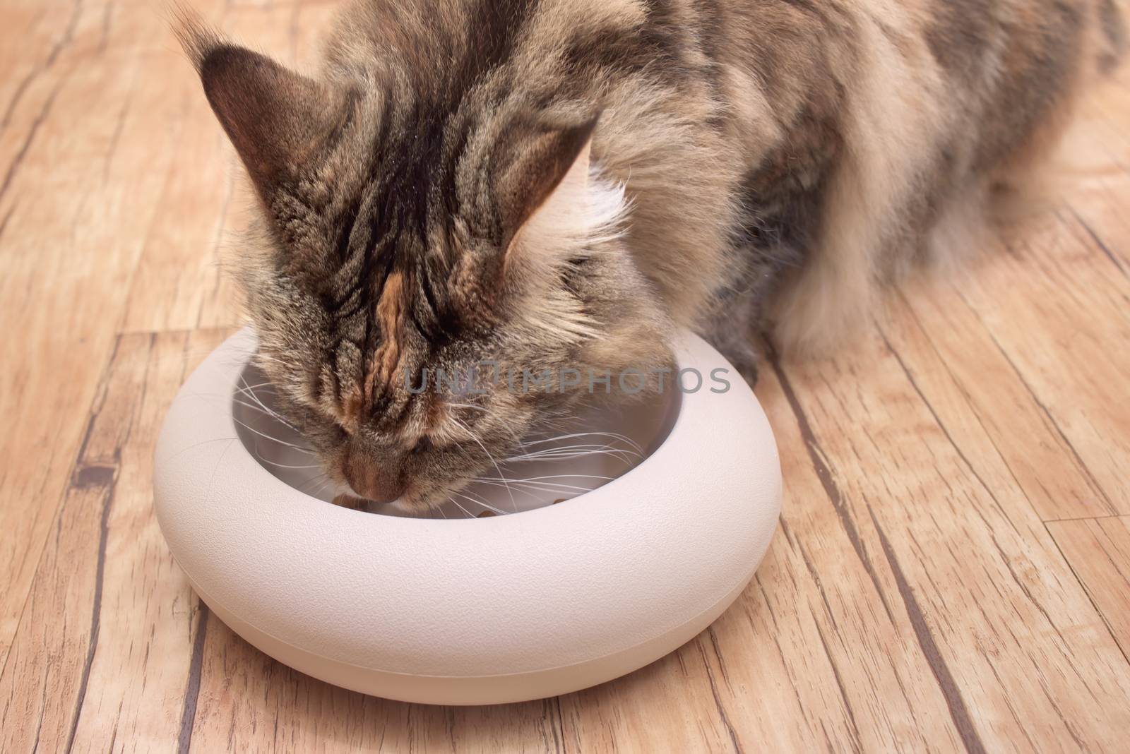 Cat eats food from bowl. Cat Maine Coon eats
