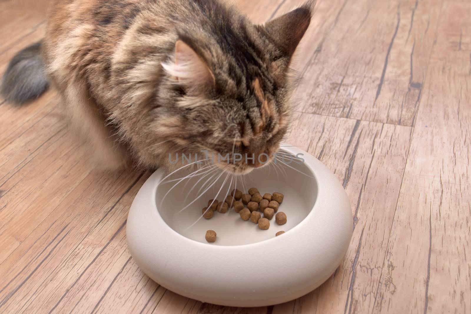 Cat eats food from bowl. Cat Maine Coon eats