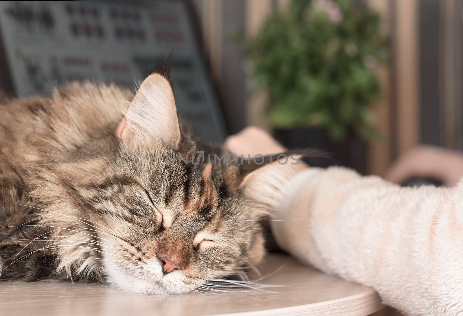 Cat sleeps on the table by Visual-Content