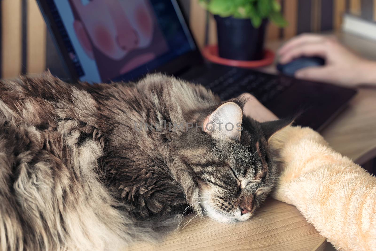 Cat sleeps on the table. Pets and lifestyle concept