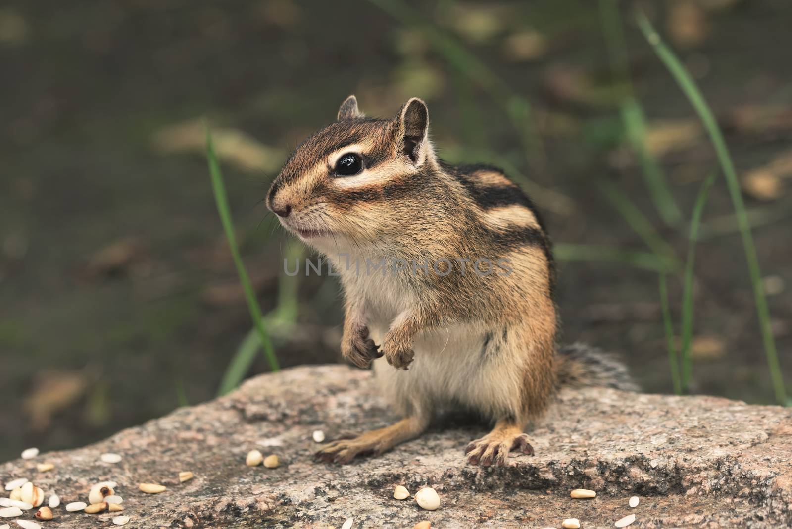 chipmunk in nature by Visual-Content
