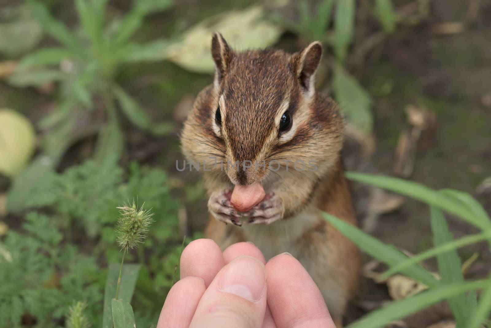 Chipmunk in nature. Chipmunk is stuffing food into mouth