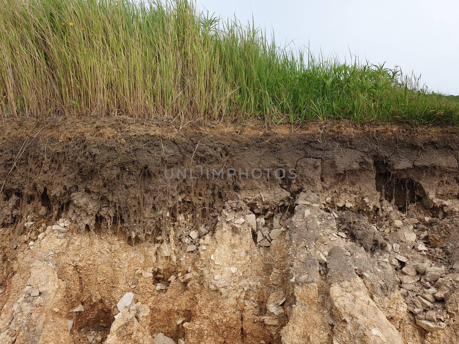 Cut soil with grass. Cross section of grass and soil