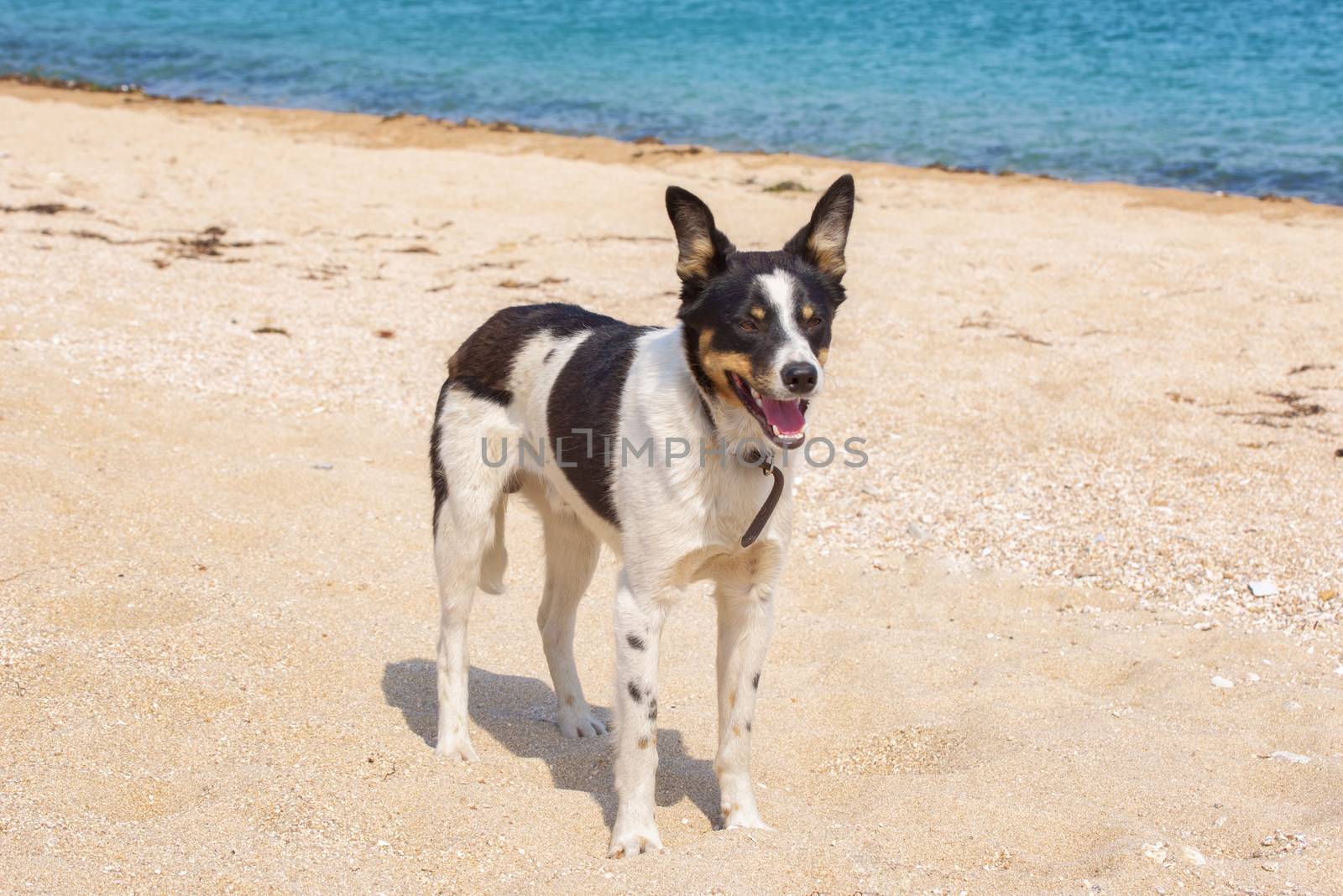 Dog on the beach. Dog running on beach