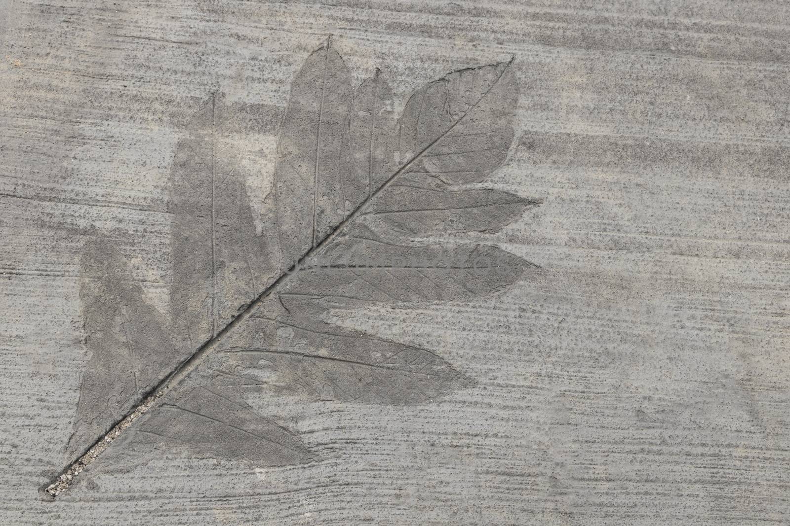 Inlaid leaf in concrete on the sidewalk. by Arkadij