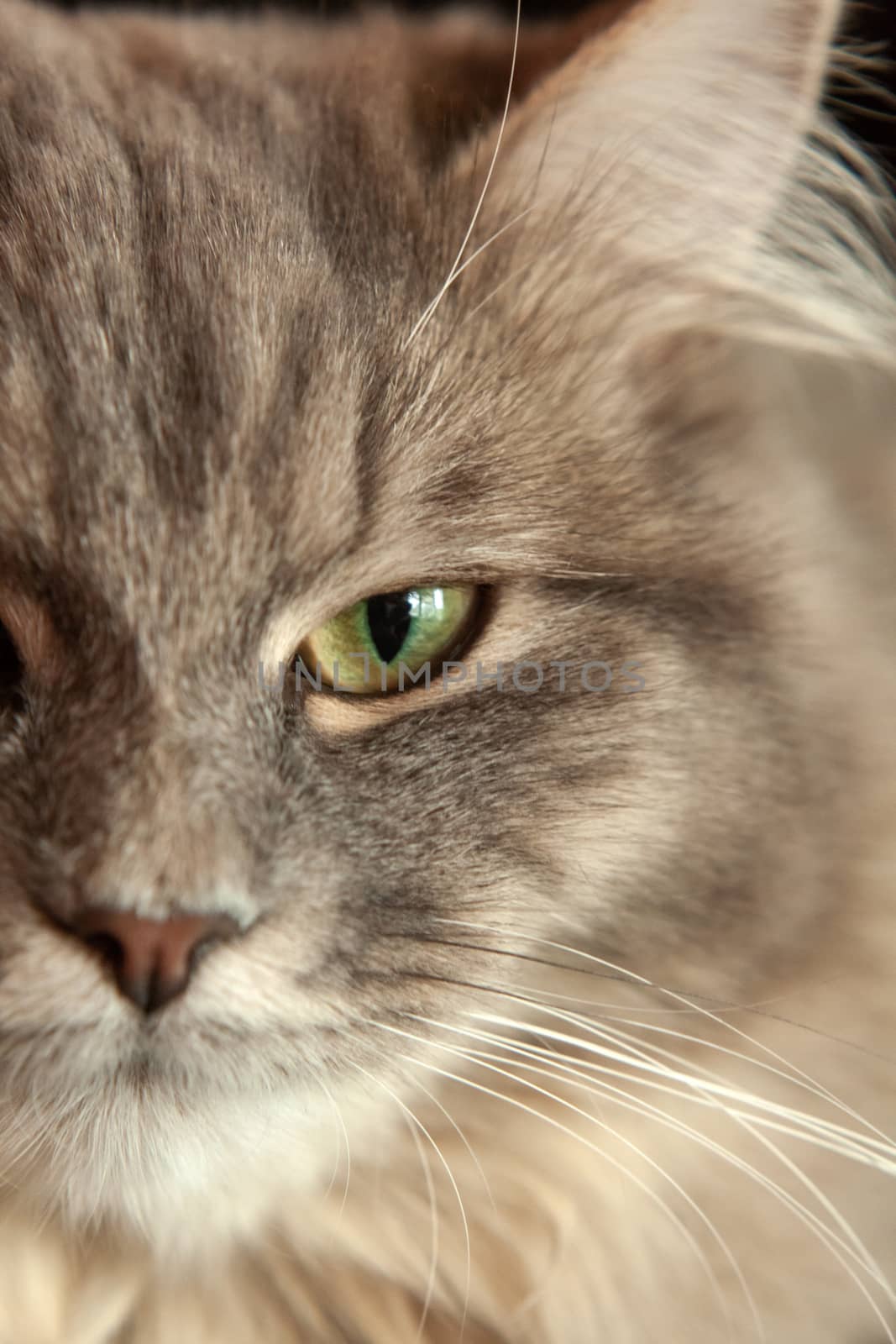 close up muzzle of a gray striped fluffy cat. Siberian kitten with green eyes. Cute picture of the animal. Screen saver for phone.