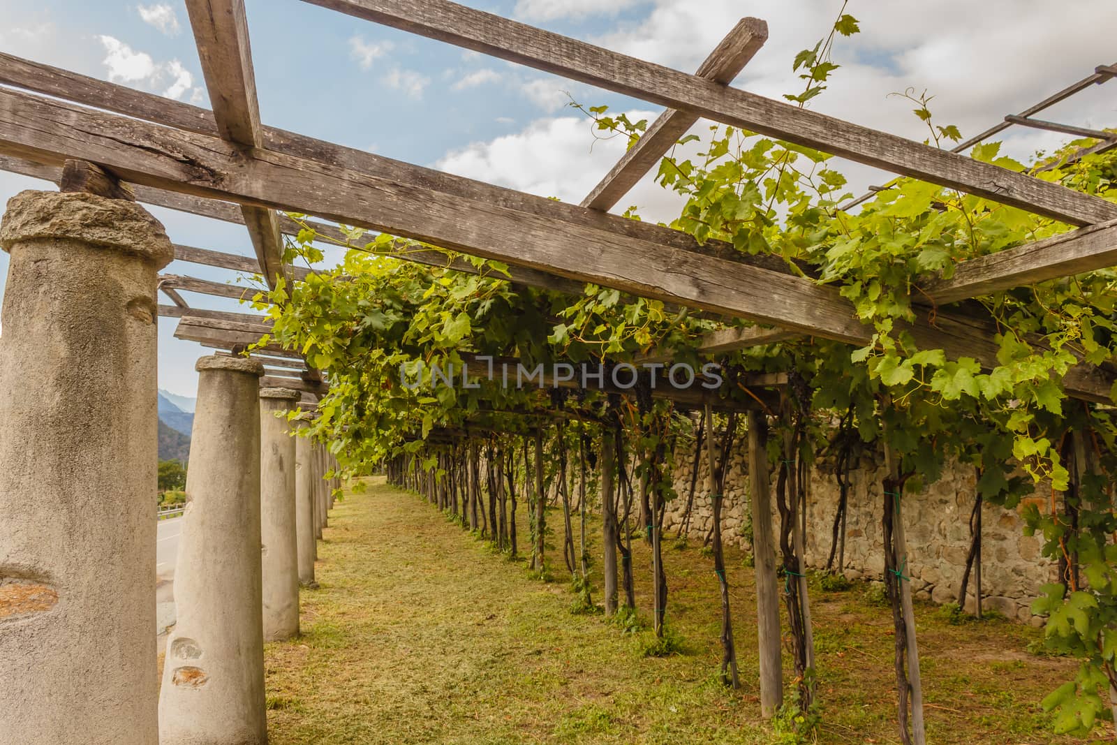 pylons made of stone and lime columns and chestnut poles support the pergola of rows of grapes and they store the heat of the sun and release it overnight at the clusters
