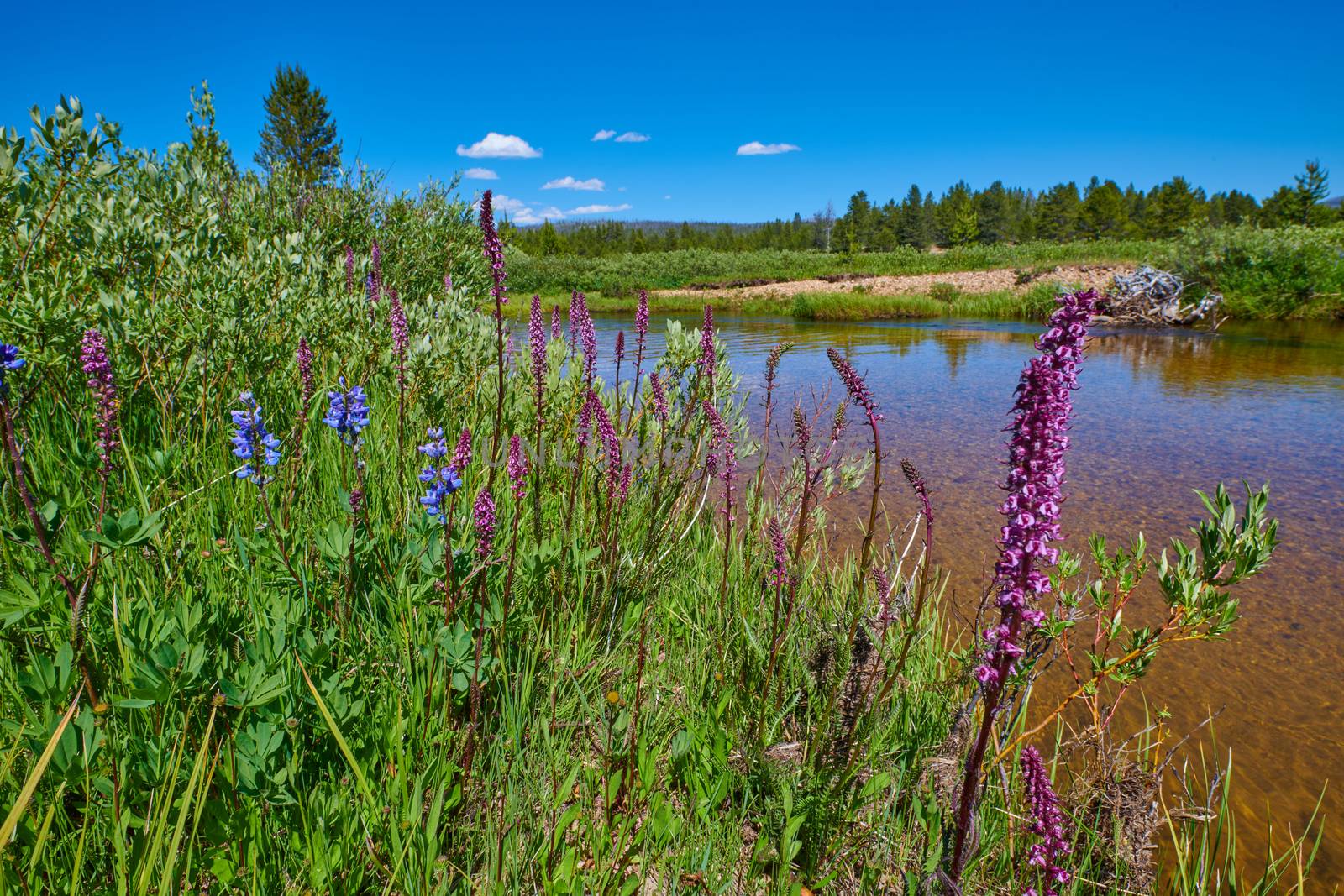 Purple Loosestrife and Payette Penstemon growing along a river bank. by patrickstock