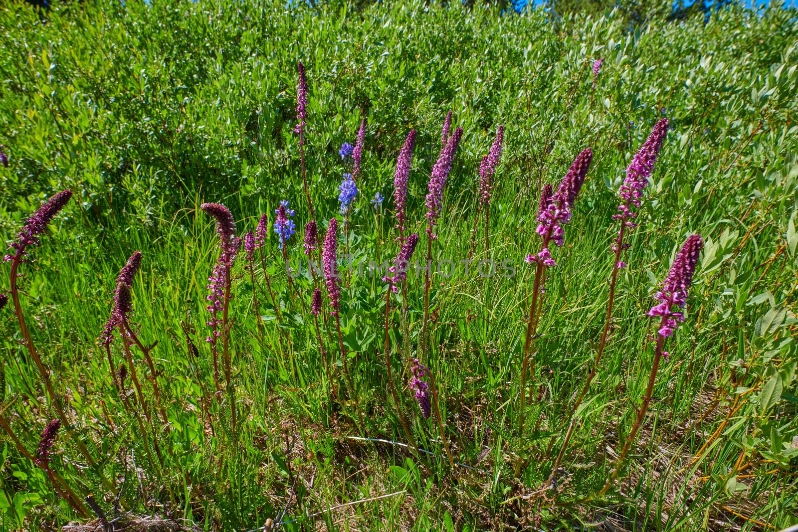 Purple Loosestrife and Payette Penstemon growing along a river bank.
