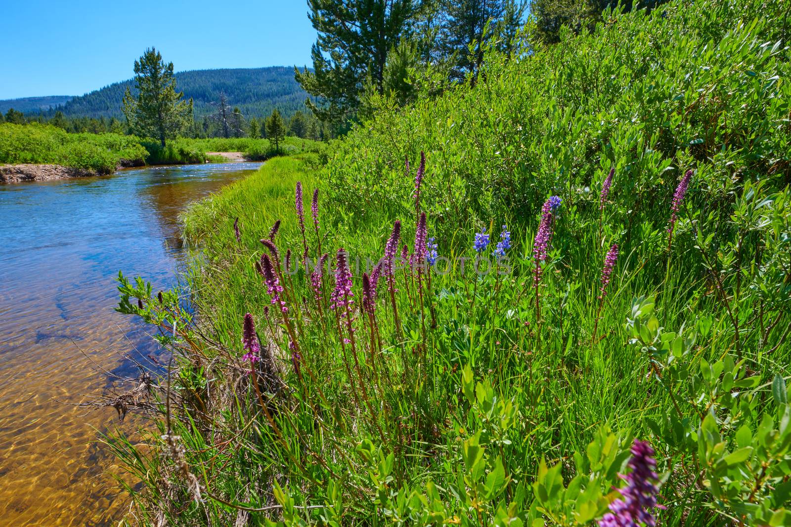 Purple Loosestrife and Payette Penstemon growing along a river b by patrickstock