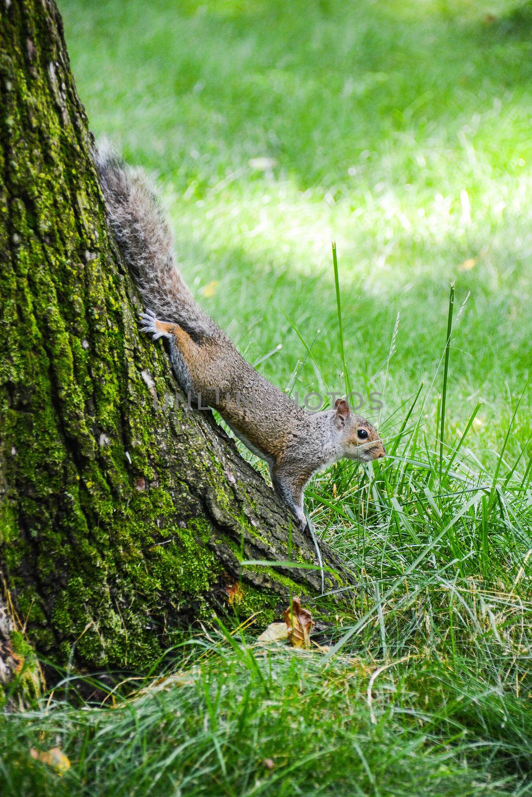 squirrel run at central park N.Y.