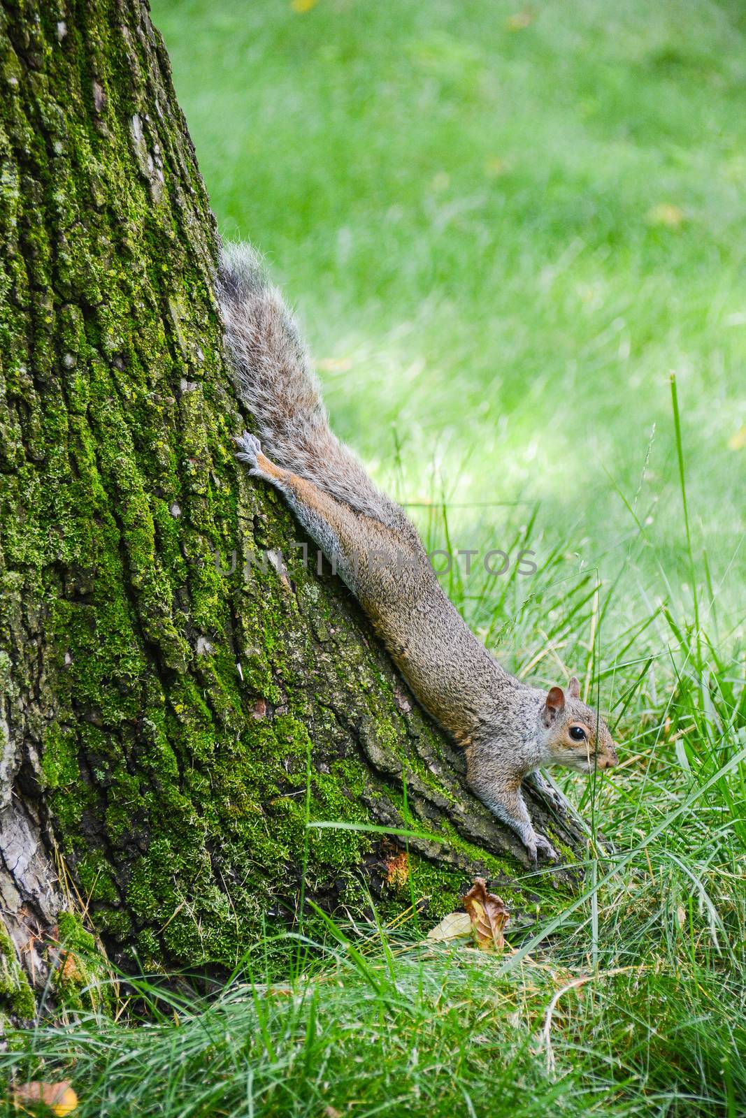 squirrel run at central park N.Y.