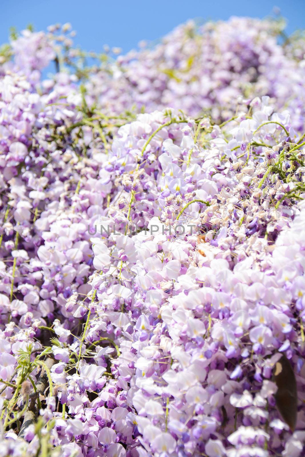 wall of spring wisteria flower as background