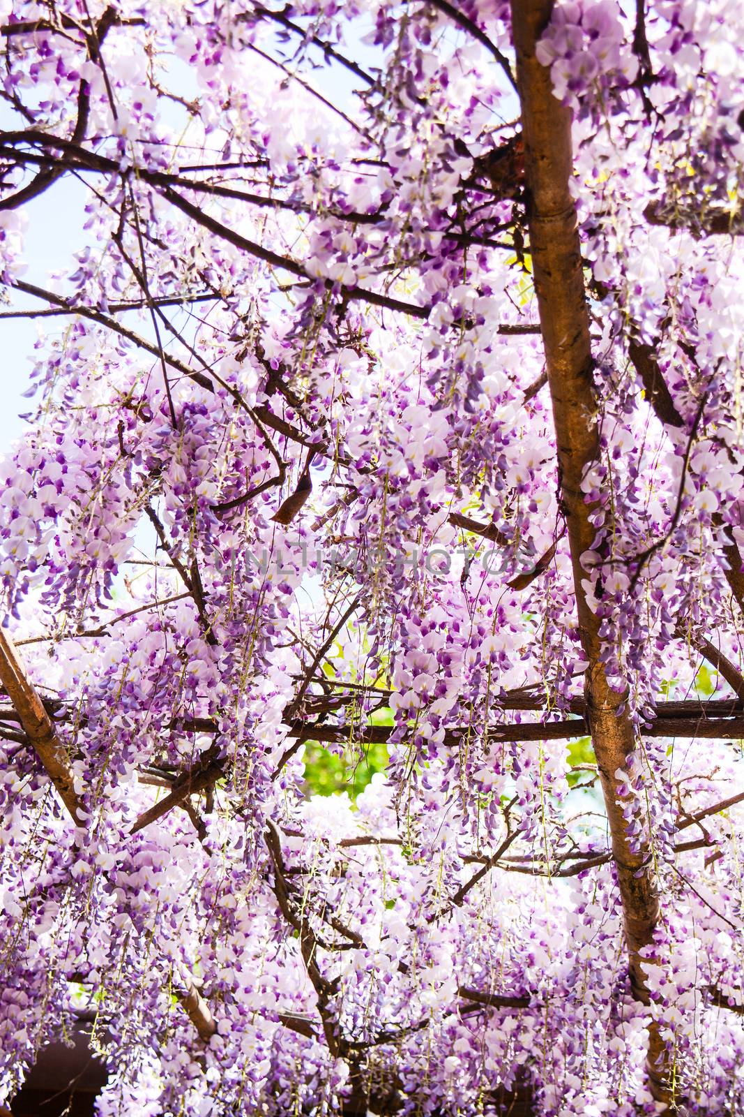 wisteria flowers as background by iacobino