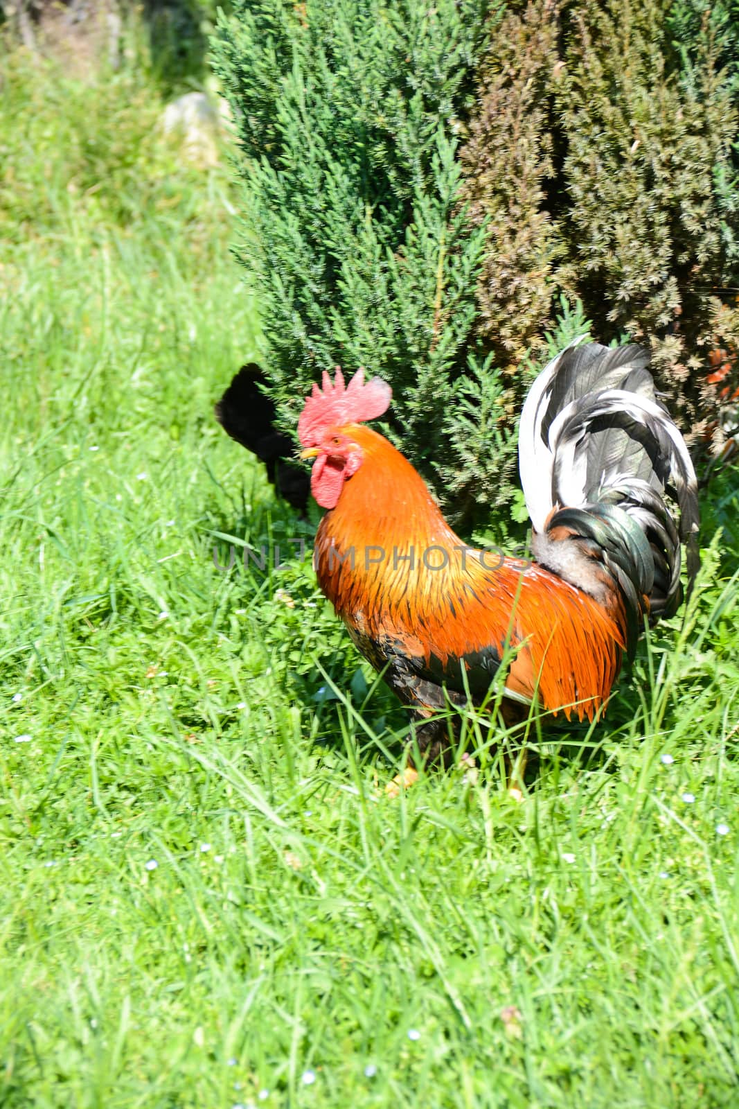 rooster scratching in the farmyard