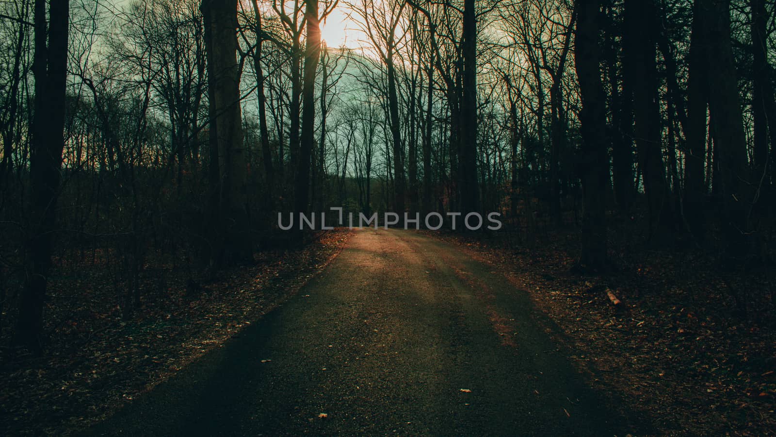A Blacktop Path in a Dead Winter Forest With a Bright Orange Sunset Behind It